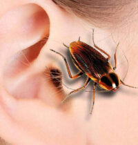 Если в ухо попало насекомое: правильные действия.